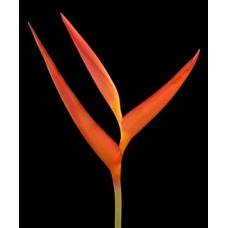 Heliconia Psitacorum - Sunset (S)